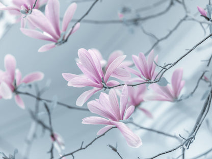 Magnolia flowers