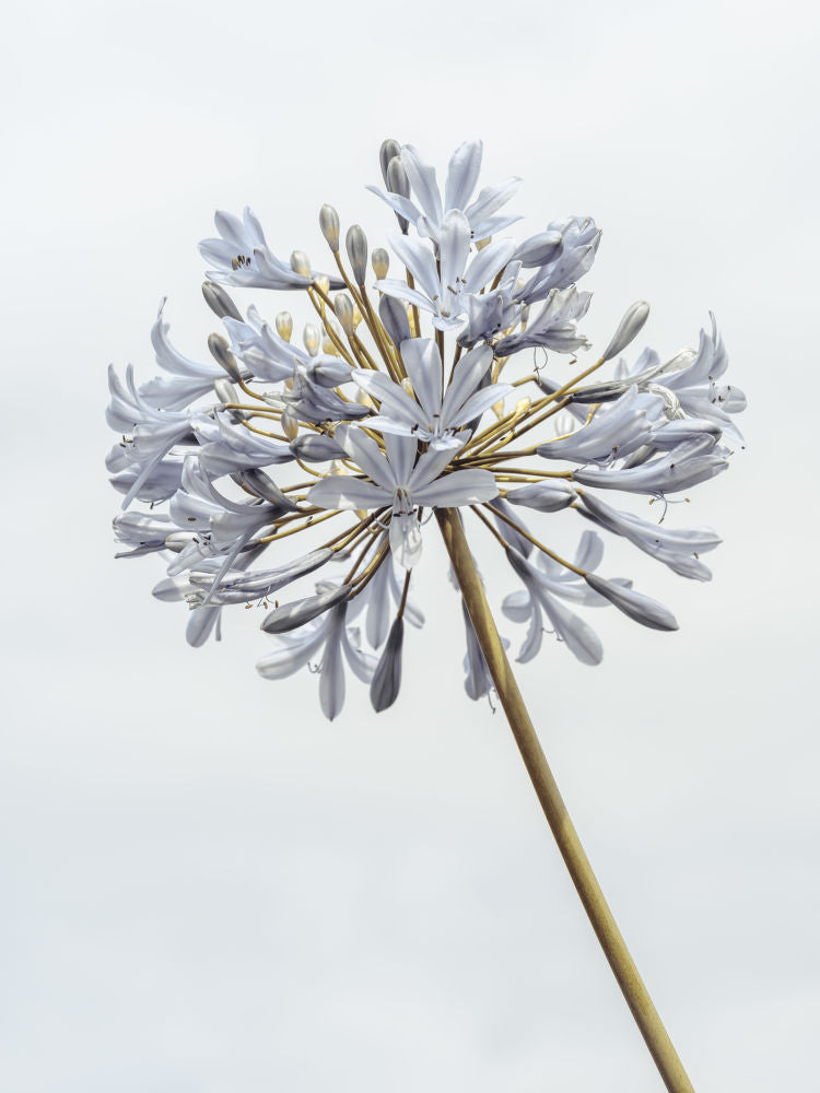 African Lily flower