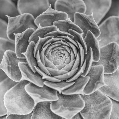 Close-up of Succulent plant