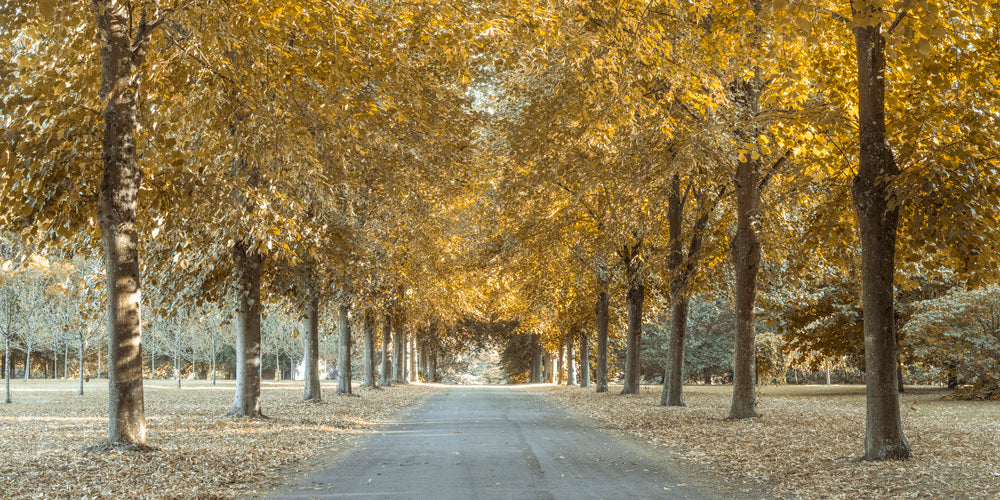 Pathway through trees