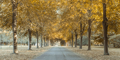 Pathway through trees