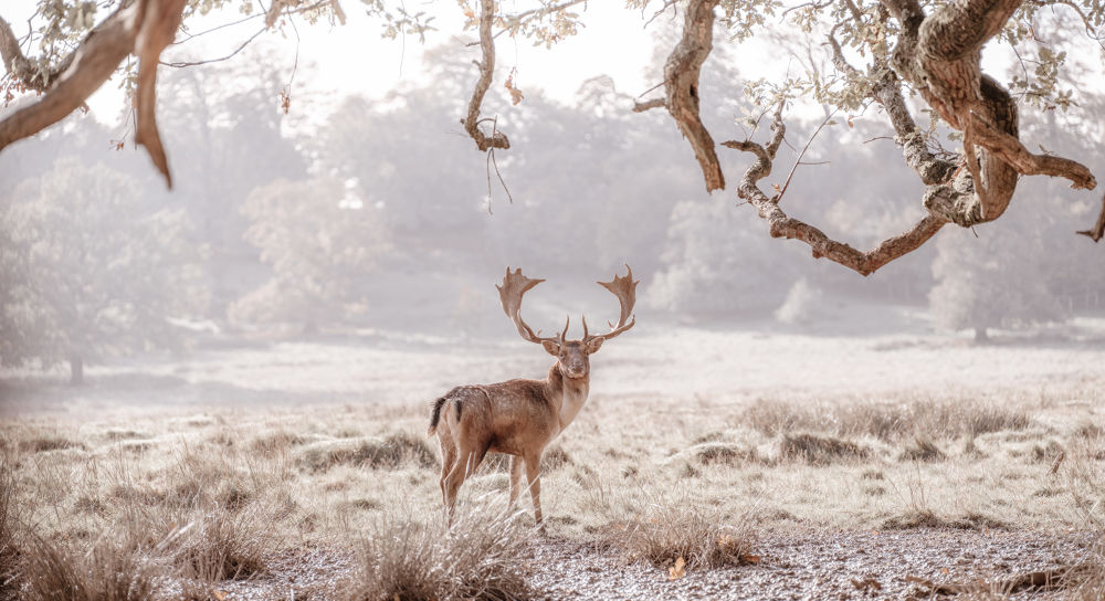 Stag in a field