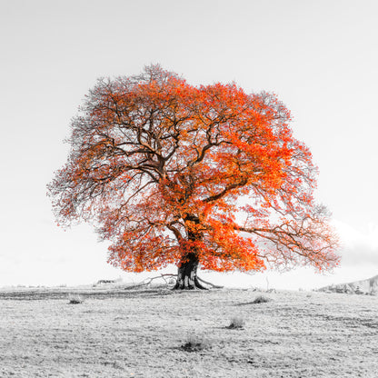 Tree on a hill, orange