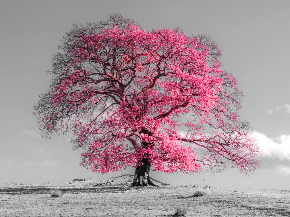 Tree on a hill, pink