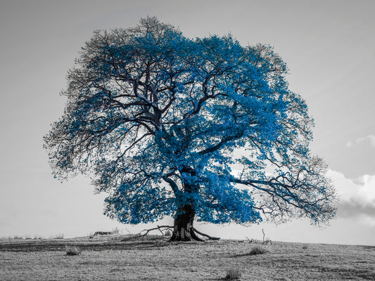 Tree on a hill, blue