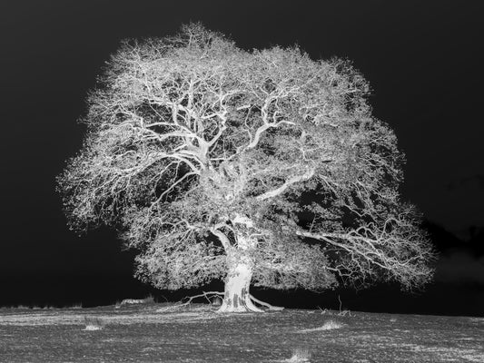 Tree on a hill, black and white