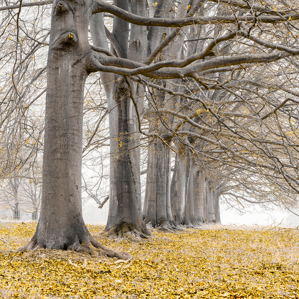 Trees in a row - Yellow