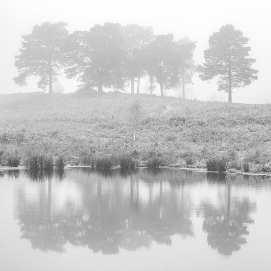 Misty Pine trees lake reflection