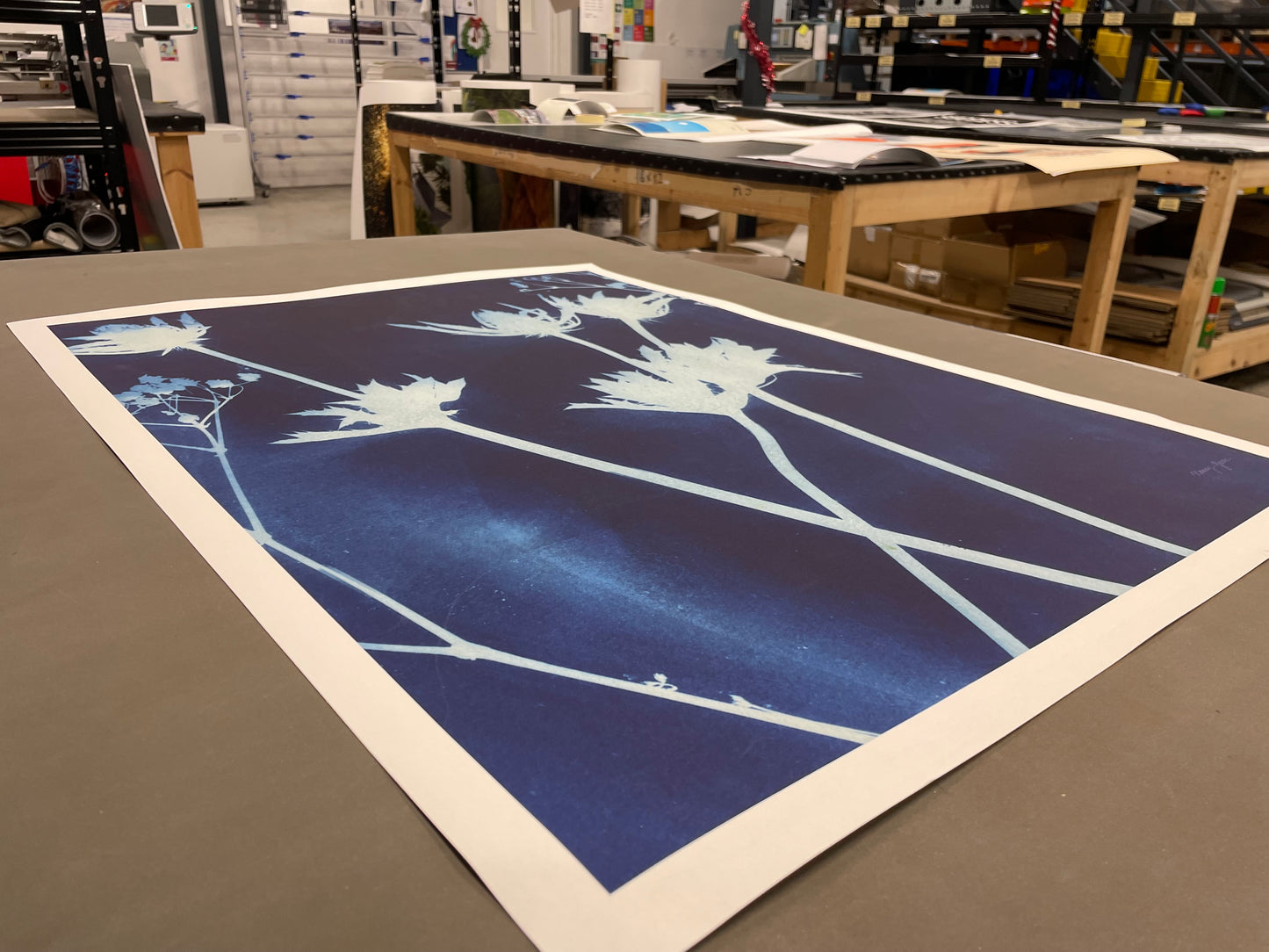 Enchanted Cyanotype I