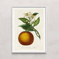 Antique Citrus Fruit I